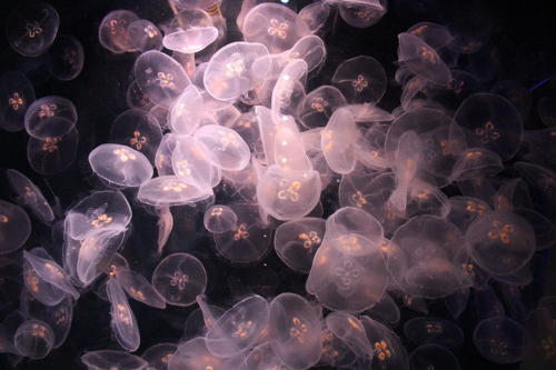 photo de méduses comme un tableau aquarium de La Rochelle